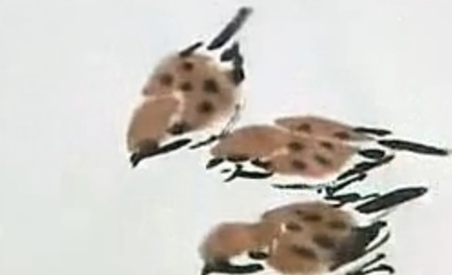 书画视频-孙其峰的花鸟画艺术 书画视频-孙其峰的花鸟画艺术