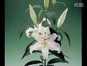 书画视频-跟徐湛老师学国画第42集百合花的画法